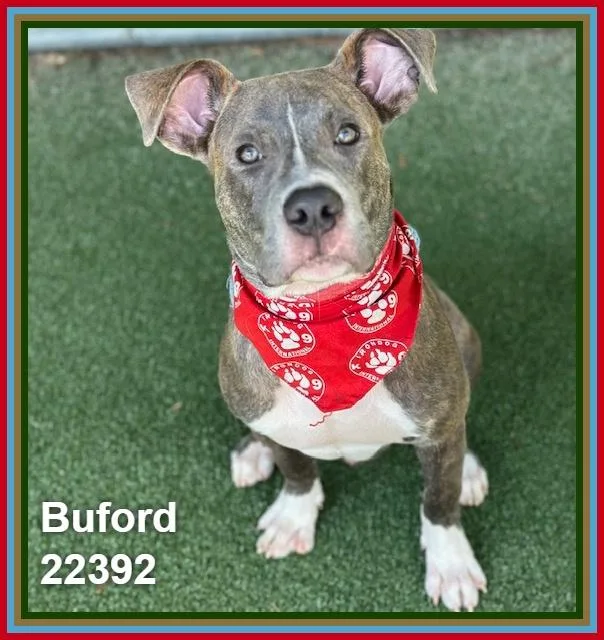 Buford thumbnail 3