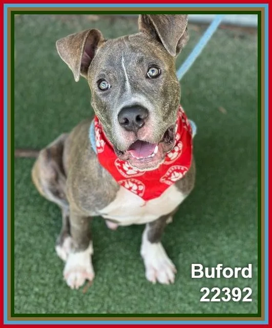 Buford thumbnail 4