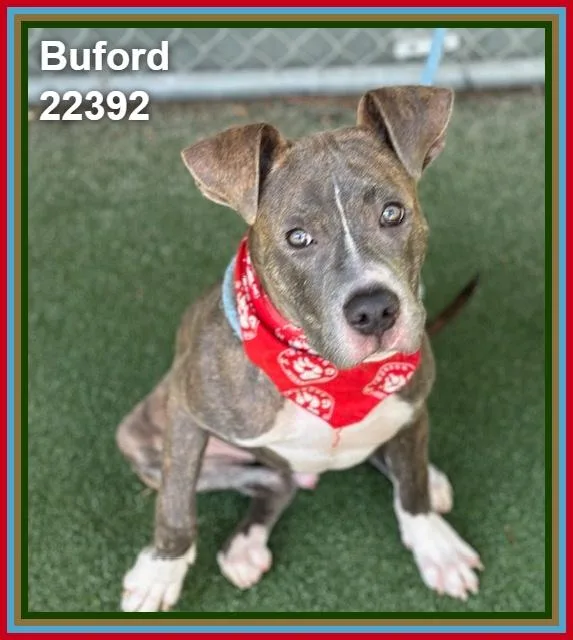 Buford thumbnail 6