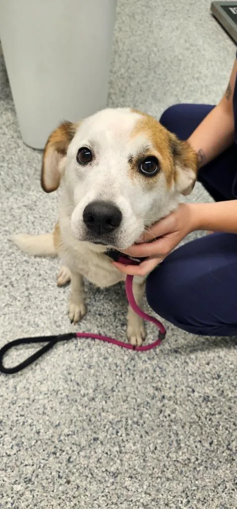 A young medium-sized female Terrier dog named Nadine for adoption in Athens, TN
