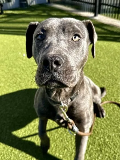 An adult large-sized female Gray / Blue / Silver Mixed Breed dog named Misty for adoption in Wichita, KS