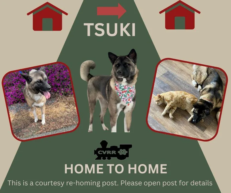 An adult large-sized female Akita dog named Tsuki HOME TO HOME for adoption in LINDSAY, CA