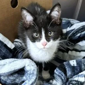 A baby small-sized male Black Domestic Short Hair cat named Butternut for adoption in Novelty, OH