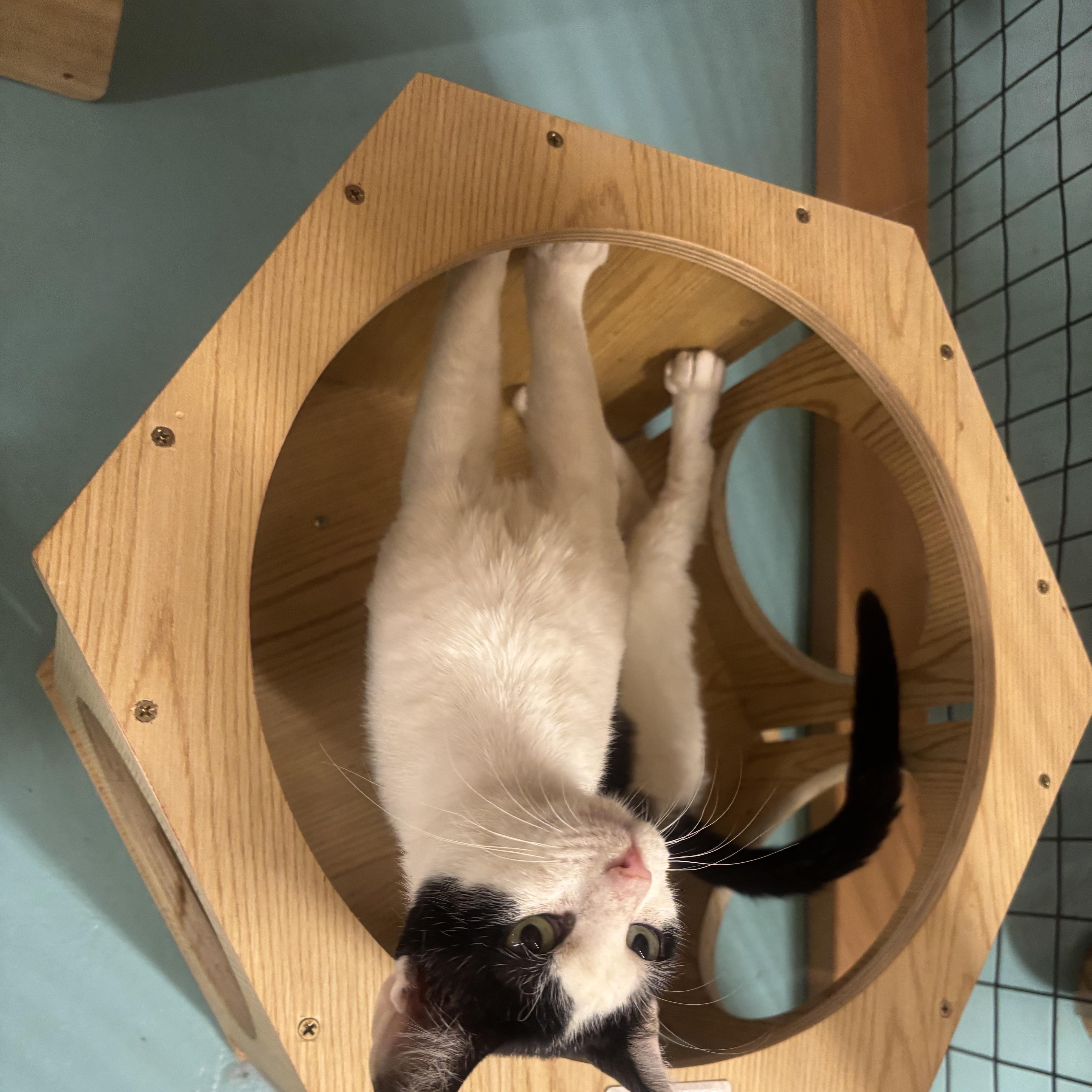 A young medium-sized male Black & White / Tuxedo Domestic Short Hair cat named Gus for adoption in Whittier, CA
