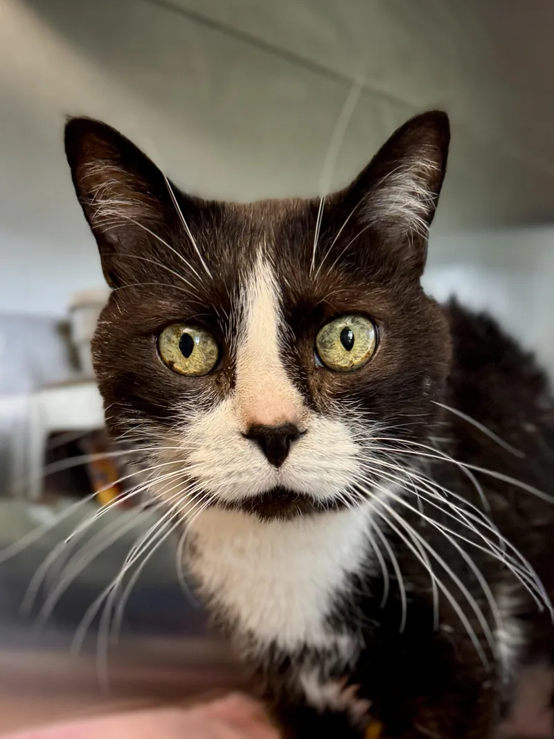 Mrs Boots thumbnail 3