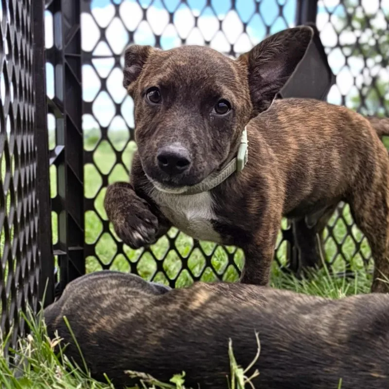 A baby small-sized male Brindle Mixed Breed dog named Ziggy for adoption in Glenfield, NY