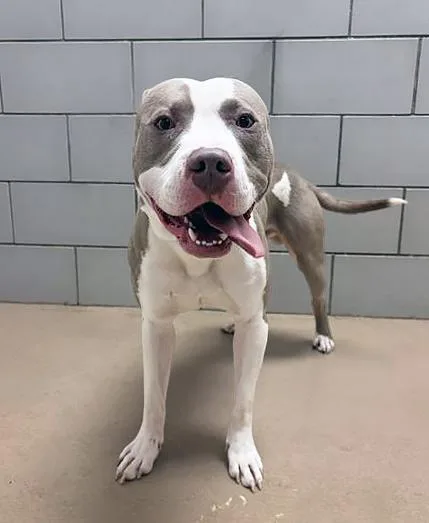 A young medium-sized male Brown / Chocolate Mixed Breed dog named Rockwell for adoption in Nashville, TN