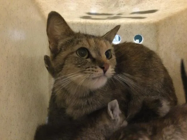 A young small-sized female Domestic Short Hair cat named Breeze for adoption in Thousand Palms, CA