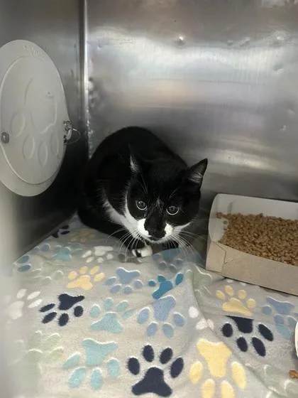 A baby large-sized female Black Domestic Medium Hair cat named 61647957 for adoption in El Paso, TX