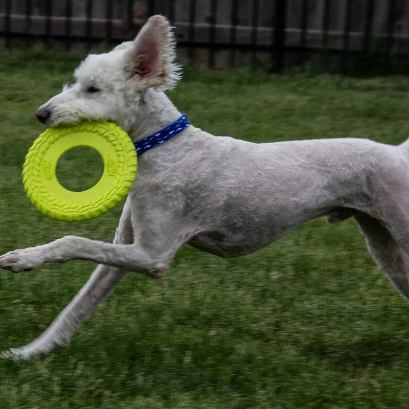 A young large-sized male White / Cream Poodle dog named Teddy for adoption in Wichita, KS
