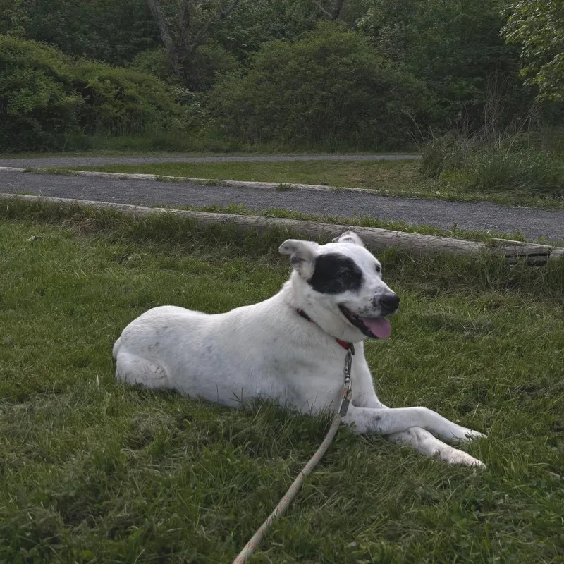 A senior large-sized female White / Cream Retriever dog named Molly for adoption in Brooklyn, NY