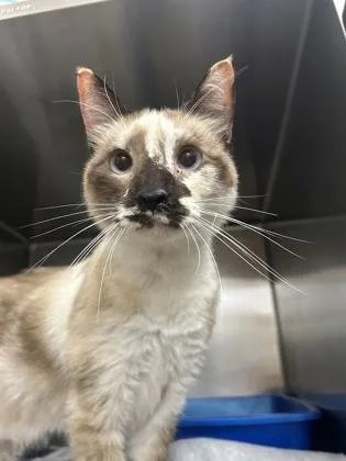 An adult medium-sized female Domestic Short Hair cat named Kisses for adoption in San Antonio, TX