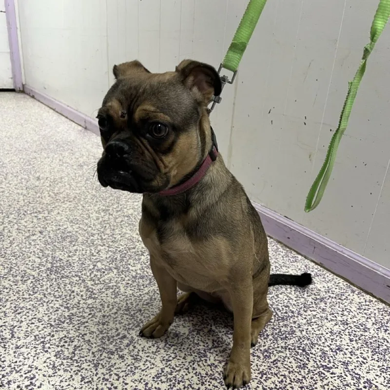 An adult medium-sized female Brown / Chocolate Pug dog named Yanardy for adoption in Northbrook, IL