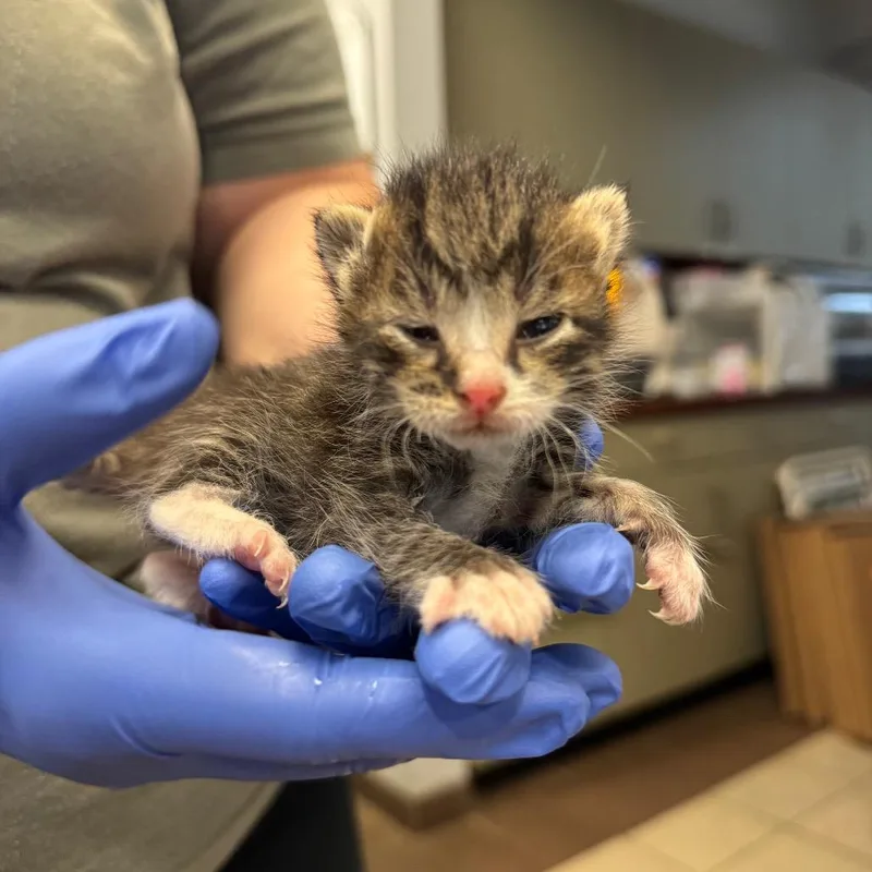 A baby small-sized male Brown / Chocolate Domestic Short Hair cat named Bibim for adoption in Columbus, GA