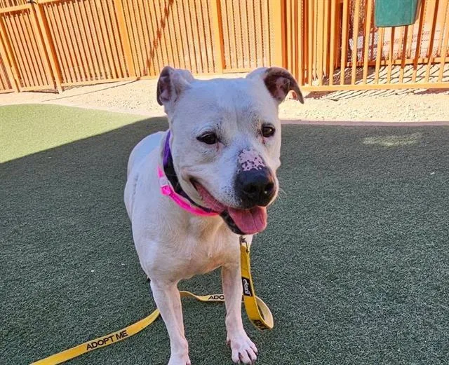 An adult medium-sized female Pit Bull Terrier dog named Hera for adoption in Las Vegas, NV