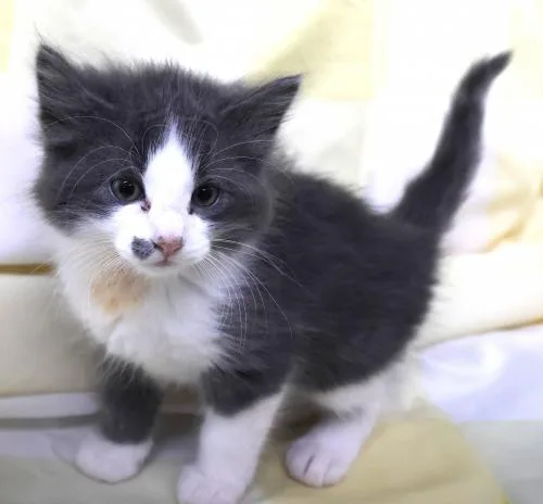 A young medium-sized female Gray & White Domestic Short Hair cat named Leo for adoption in Thief River Falls, MN