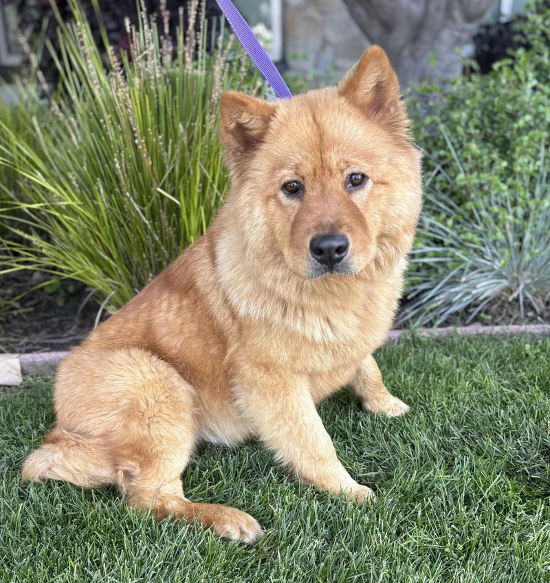 A young medium-sized female Chow Chow dog named Fluffernutter for adoption in Palo Alto, CA