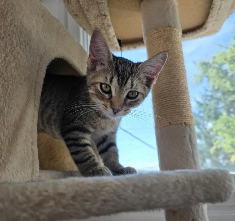 A baby medium-sized female Domestic Short Hair cat named Beth for adoption in Findlay, OH