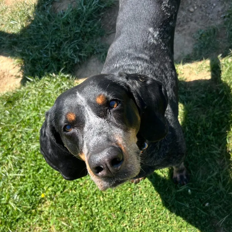 A senior medium-sized female Black Bluetick Coonhound dog named Sadie for adoption in Fairfax Station, VA