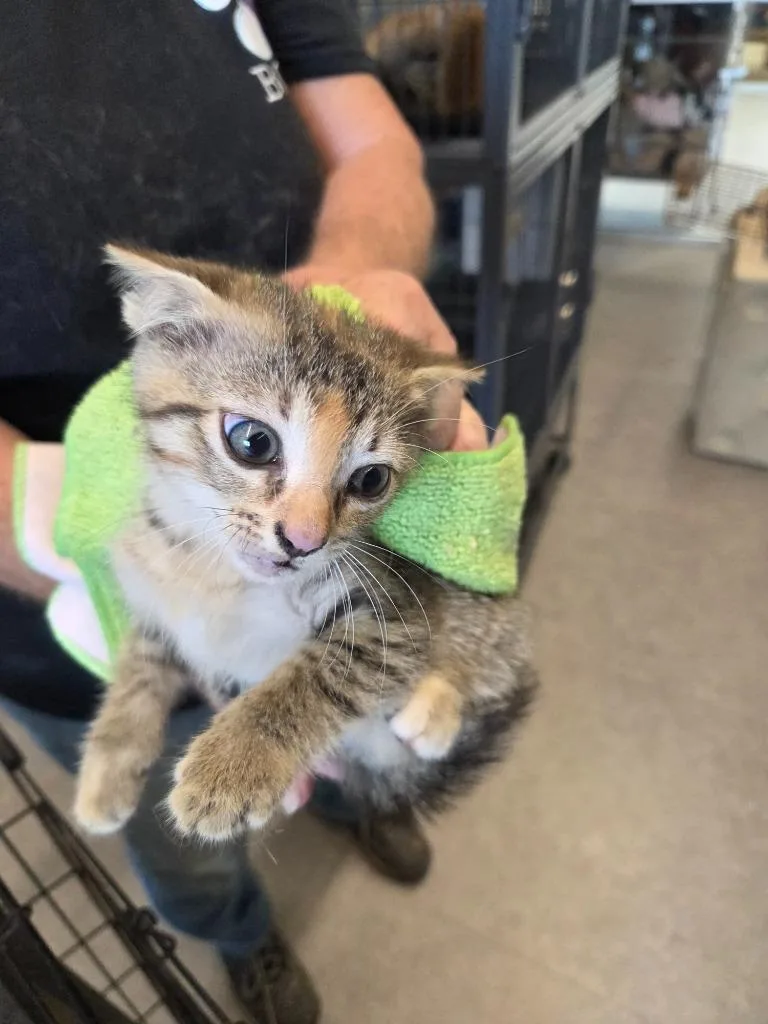 A baby small-sized female Domestic Short Hair cat named Cora for adoption in Bossier City, LA