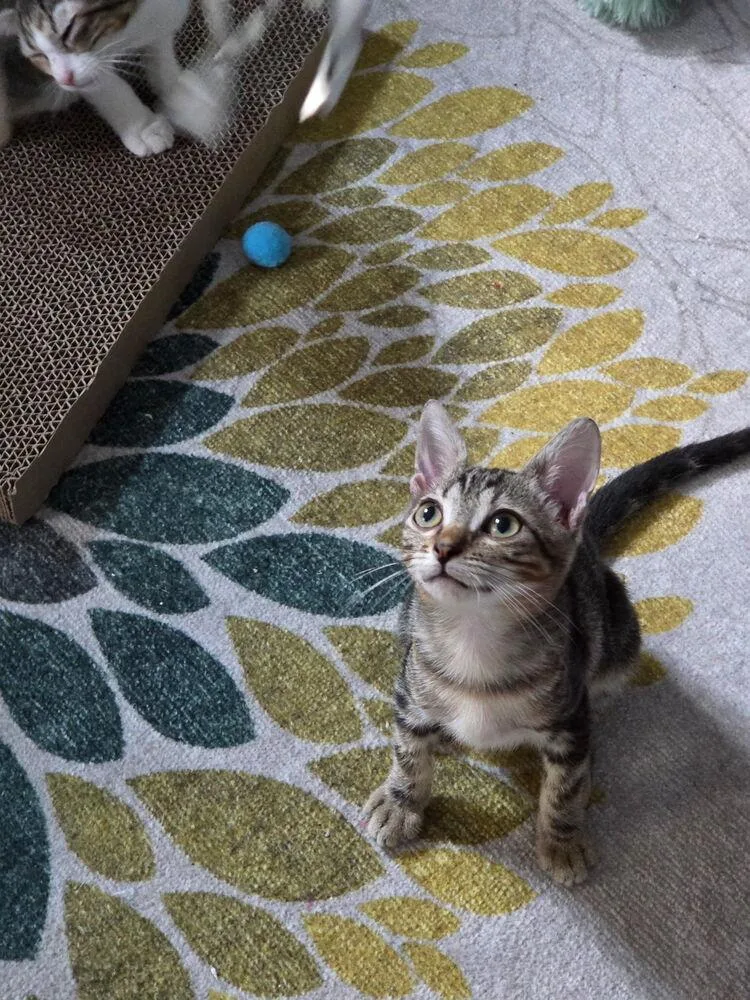 A baby medium-sized male Gray / Blue / Silver Domestic Short Hair cat named Faby for adoption in St. Petersburg, FL