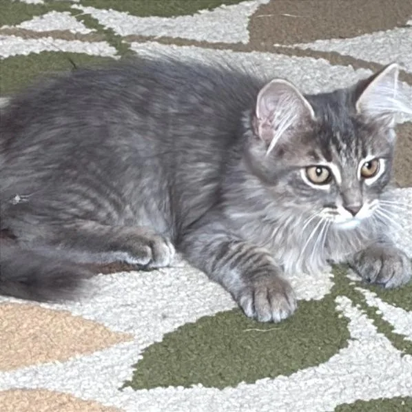 Stella