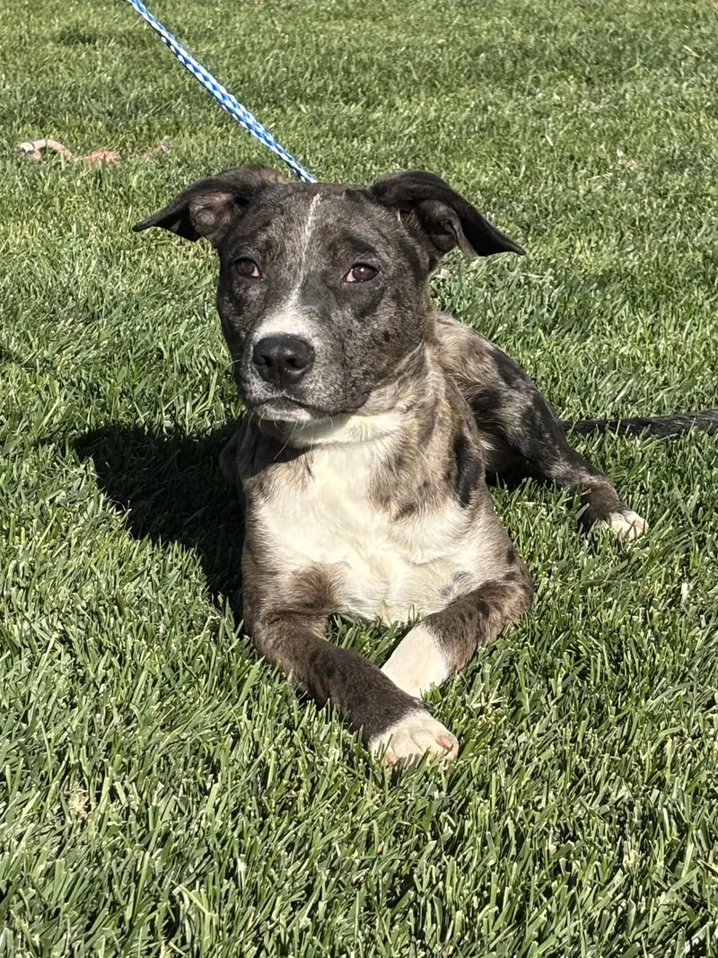 A young medium-sized male Brindle Pit Bull Terrier dog named Bruce for adoption in Quincy, WA