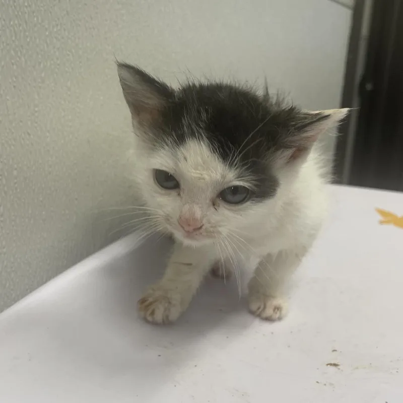 A baby small-sized female White Domestic Short Hair cat named Lacey for adoption in Tampa, FL