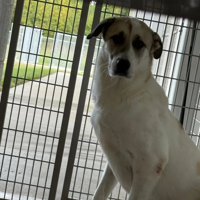 A young large-sized female Great Pyrenees dog named Summer for adoption in Horn Lake, MS