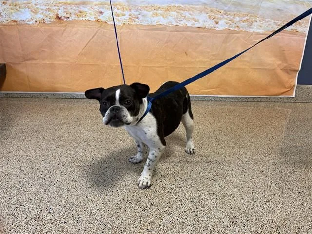 An adult medium-sized female French Bulldog dog named Patches for adoption in Miami, FL