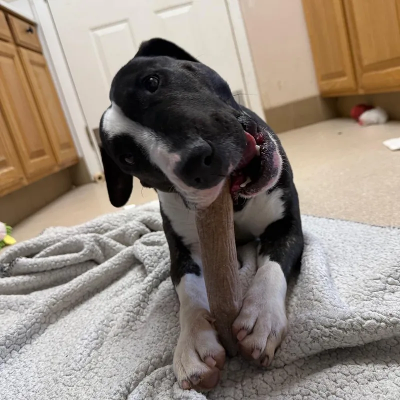 A young medium-sized female Brown / Chocolate Bull Terrier dog named Eowyn for adoption in Branford, CT
