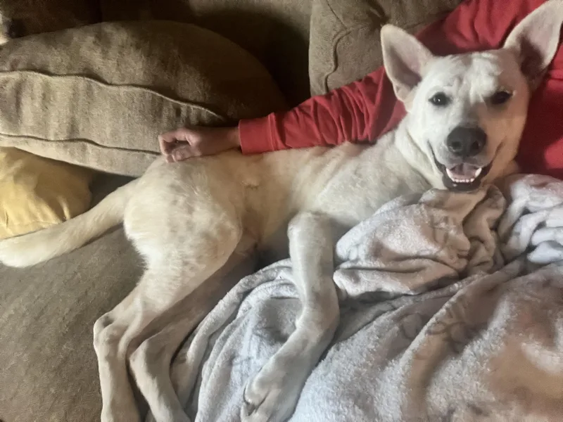 An adult large-sized male White / Cream Shepherd dog named Phoenix for adoption