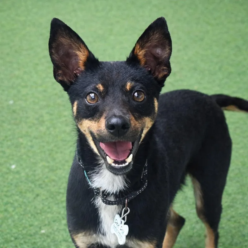 A young medium-sized male Rat Terrier dog named Remy for adoption in Saint Petersburg, FL