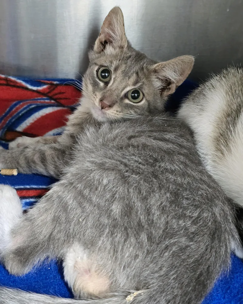 A baby large-sized male Tabby (Gray / Blue / Silver) Domestic Short Hair cat named Gravy for adoption in Amityville, NY