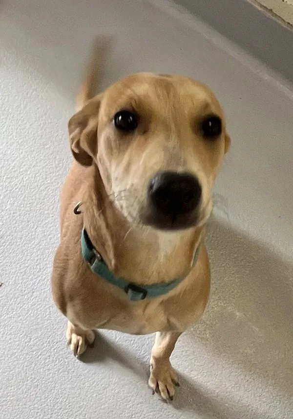 A young medium-sized female Labrador Retriever dog named Missy for adoption in Salem, OR