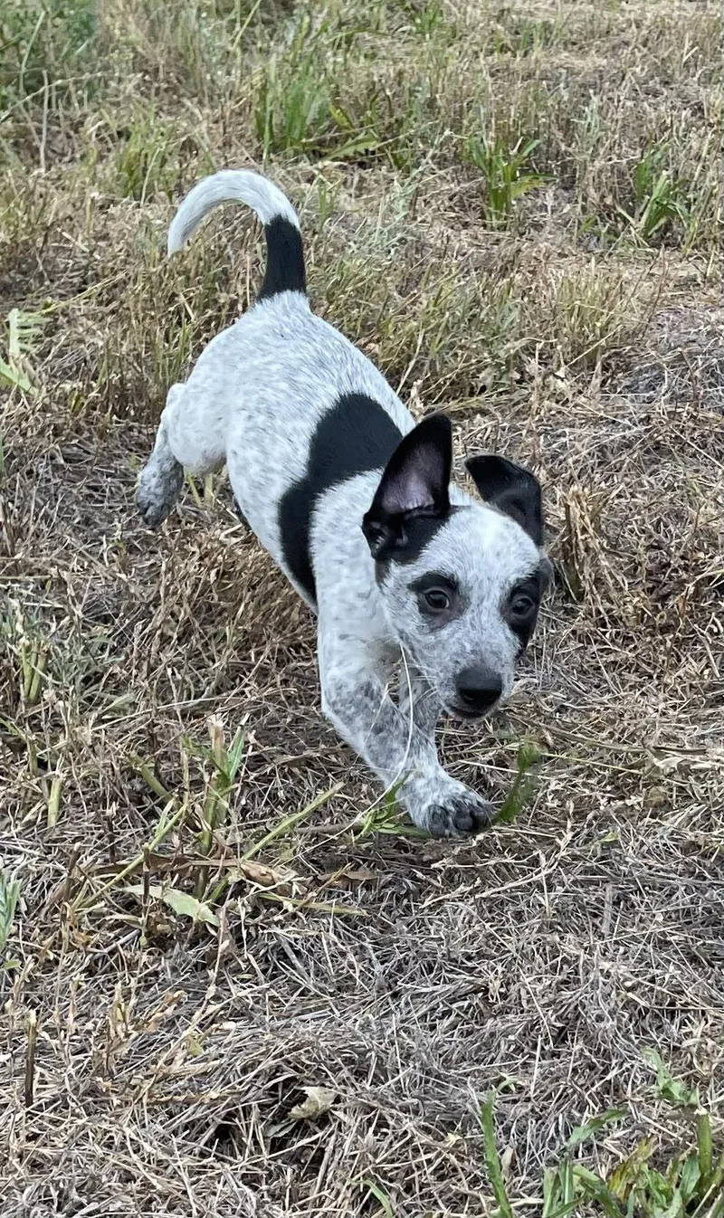 A baby small-sized male Gray / Blue / Silver Chihuahua dog named Johnny Bee for adoption in Sadler, TX