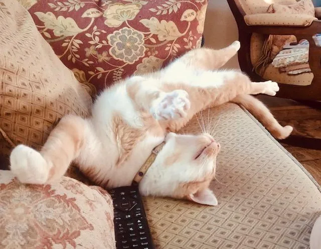 A young medium-sized male Orange & White American Shorthair cat named Harley for adoption in Bertram, TX
