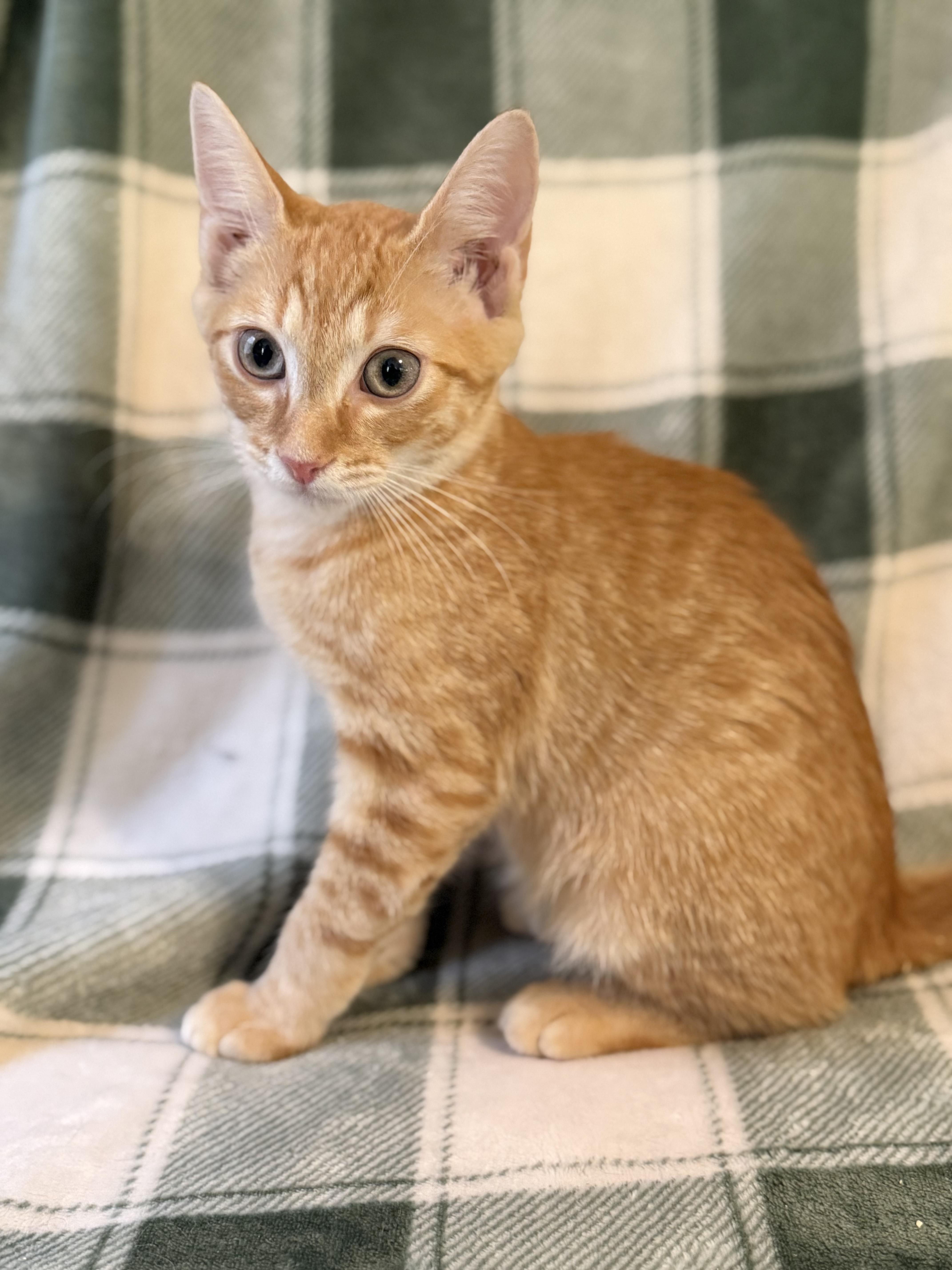 A baby medium-sized male Tabby (Orange / Red) Domestic Short Hair cat named Poseidon for adoption in Greensboro, NC
