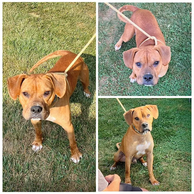 Bowser