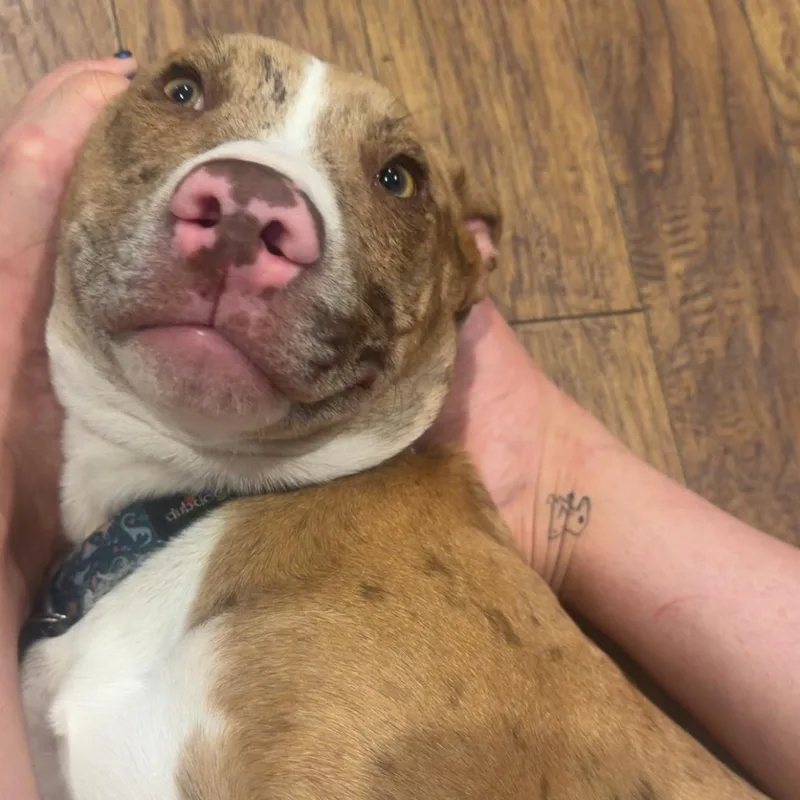 A baby large-sized male Catahoula Leopard Dog dog named Cheddar for adoption in Louisburg, KS