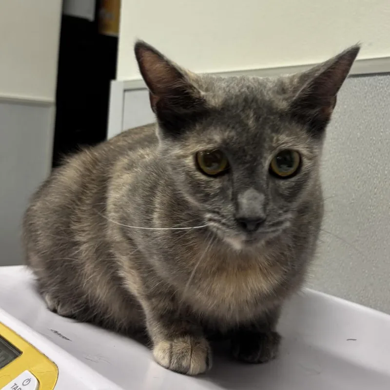 An adult medium-sized female Gray / Blue / Silver Domestic Short Hair cat named Jade for adoption in Tampa, FL