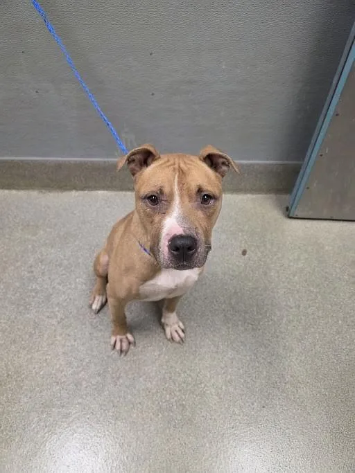A young large-sized male Pit Bull Terrier dog named Strumboli for adoption in Las Vegas, NV