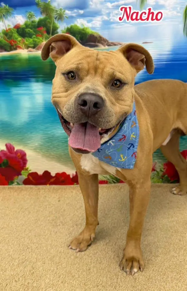 An adult large-sized male Yellow / Tan / Blond / Fawn Mixed Breed dog named Nacho for adoption in Flint, MI