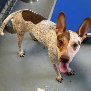 A young medium-sized female White / Cream Cattle Dog dog named Hailey for adoption in Falls Church, VA