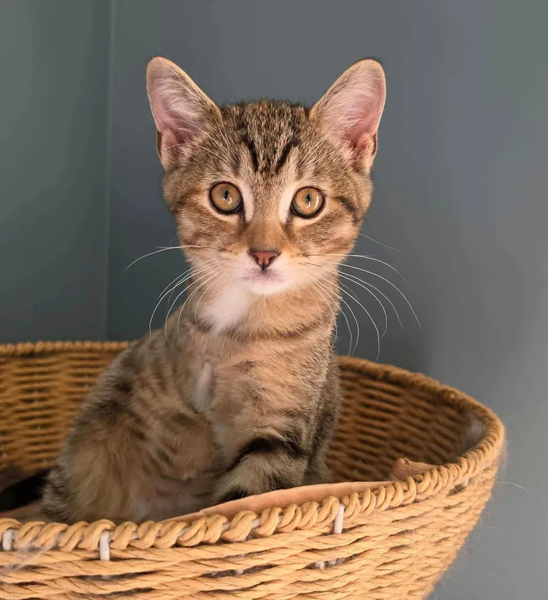 A baby medium-sized female Domestic Short Hair cat named Pearl for adoption in Kansas City, KS