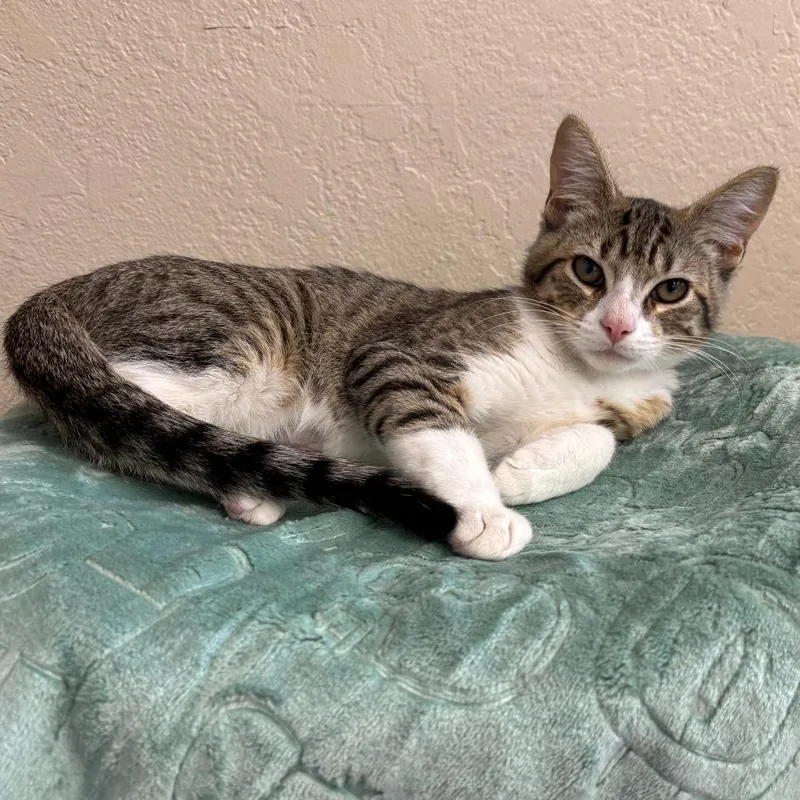 A baby small-sized male Brown / Chocolate Domestic Short Hair cat named Hunter for adoption in Medford, OR