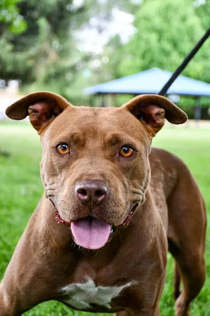 An adult large-sized female Pit Bull Terrier dog named Koia for adoption in Yakima, WA