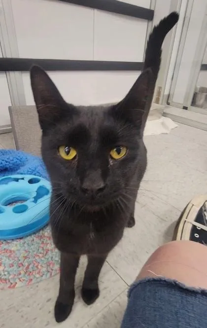 An adult medium-sized male Domestic Short Hair cat named Steve for adoption in Elmira, NY