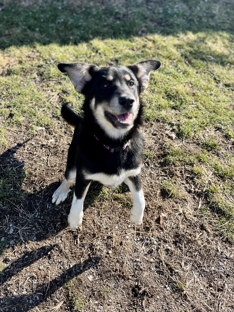 Cindy Lou thumbnail 4