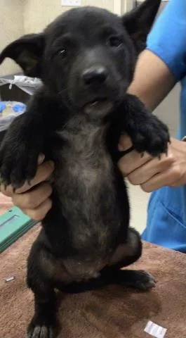 A young small-sized male Australian Cattle Dog / Blue Heeler dog named Baah for adoption in Riverside, CA